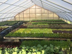 interior of a sunny greenhouse filled with trays of young green plants