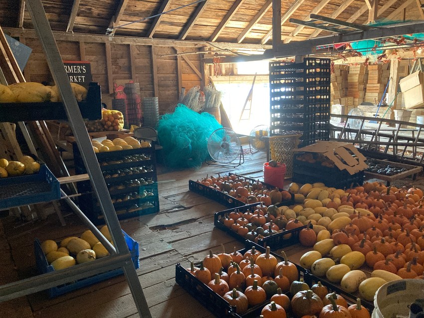 Sunlight illuminates a wooden loft with several trays of spaghetti squash and pumpkins