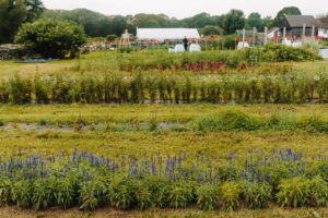Green garden with rows of purple, white, and red flowers with farm buildings in the background