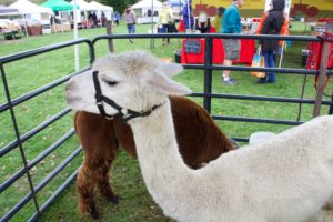 White alpaca heading left while brown alpaca bends to eat behind. People at farmers market in background.