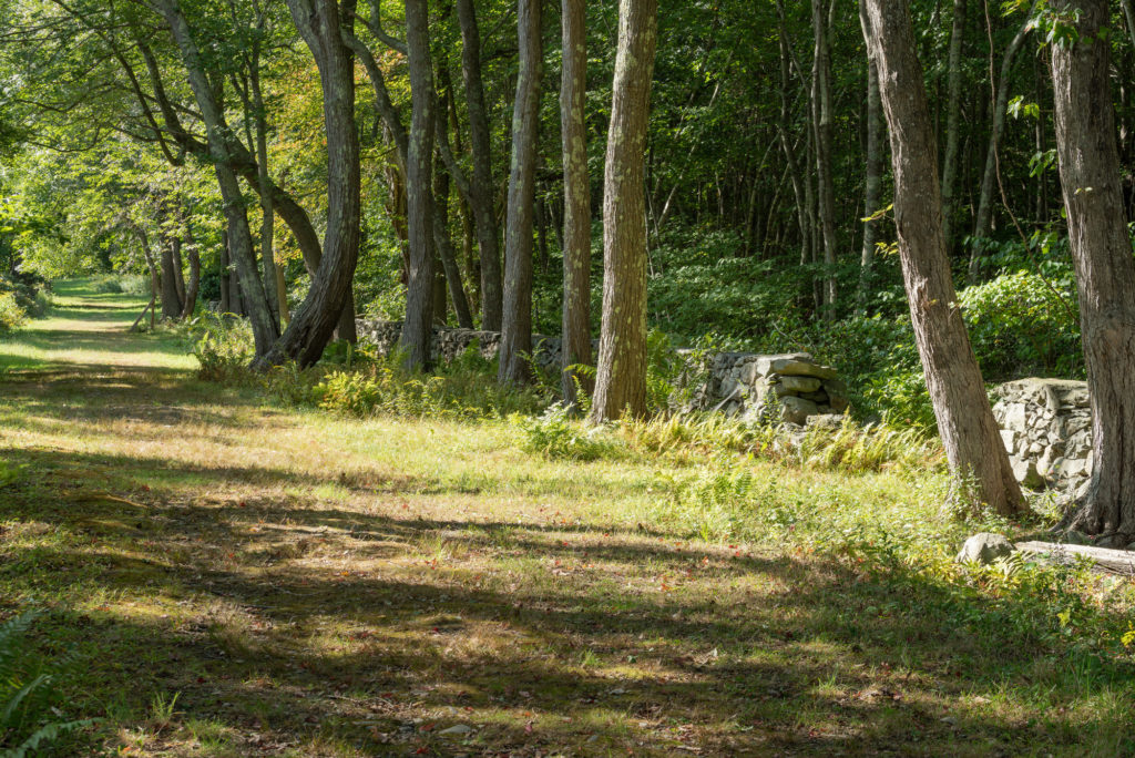 Dappled sunlight covers a wide green path flanked by tall trees and a stone wall