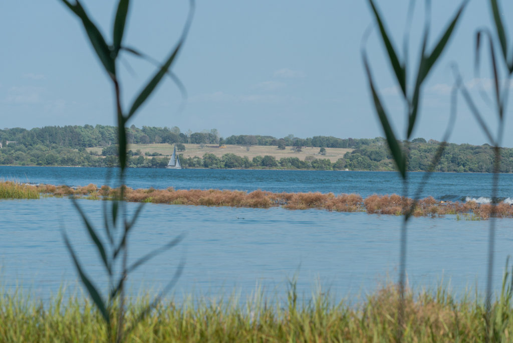 Through reeds, blue water, a sandbar, and a sailboat are set against a wooded island with a large cleared pasture.