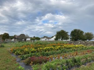 Rows of green, maroon, yellow, and orange flowers in a bed surrounded by grass, stone walls, and farm buildings under a cloudy sky