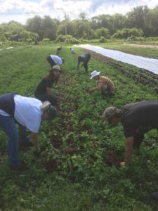 Eight farmers bend down to weed a long, green row of plants