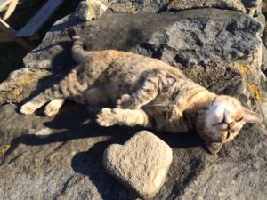 Tawny tabby cat lying on her back on a sunny stone wall with a heart-shaped rock adjacent