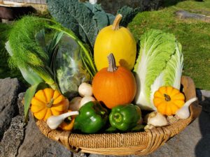 Basket full of leeks, fennel, kale, spaghetti squash, pumpkins, peppers, Napa cabbage, garlic, salad greens, and hakurei turnips