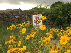 Yellow coreopsis flowers in front of a sign reading "Feed a Bee/Pollinator Habitat" and a stone wall