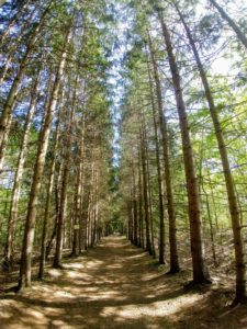 tall evergreen trees flank a wide path