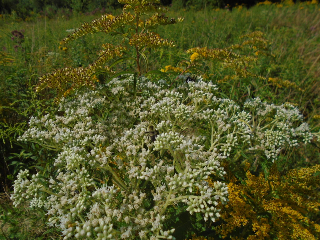 Yellow and white wildflowers in a meadow with bees