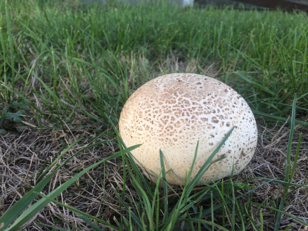 Globular white and brown speckled mushroom in the grass