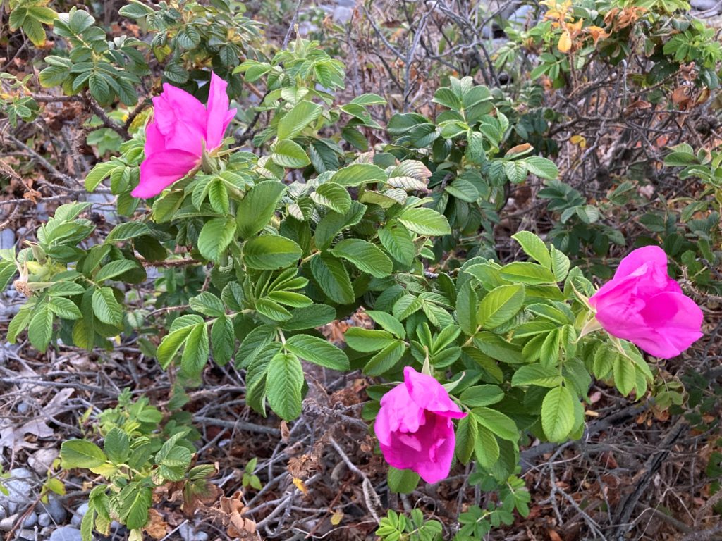 Magenta beach roses in bloom