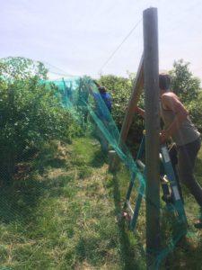 Two farmers attach blue netting to posts beside blueberry bushes